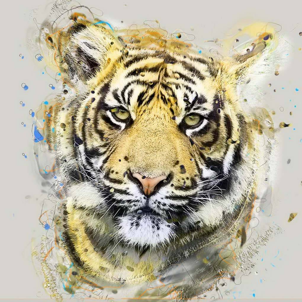 Суматранский тигр рисунок