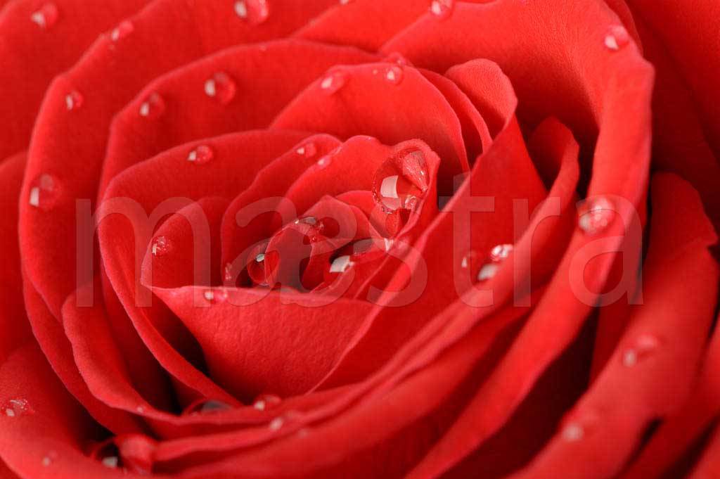 Фотообои Роза с каплями воды элегантная