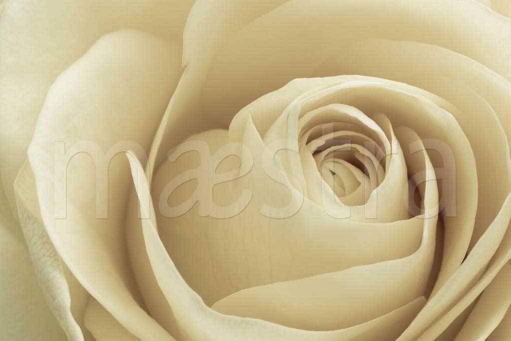 Фотообои Бежевые розы выразительные