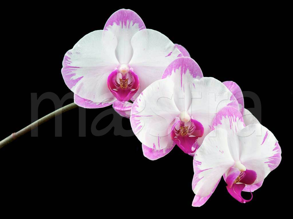 Фотообои Цветы орхидей белых и розовых