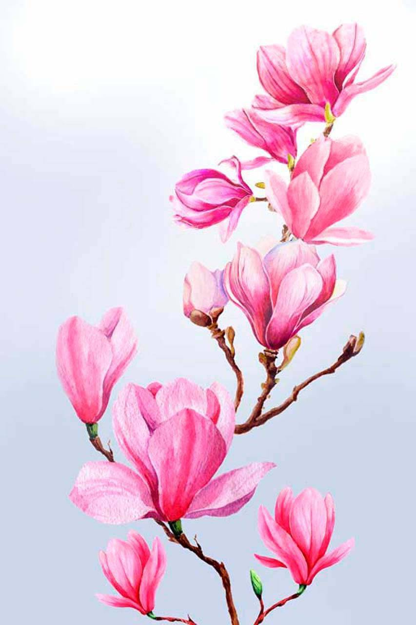 Фотообои Цветок крокуса в ярко розовом цвете