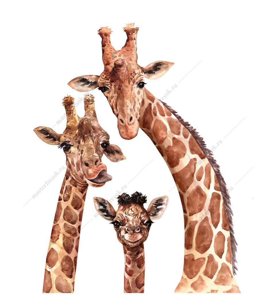 Фотообои Семья жирафов