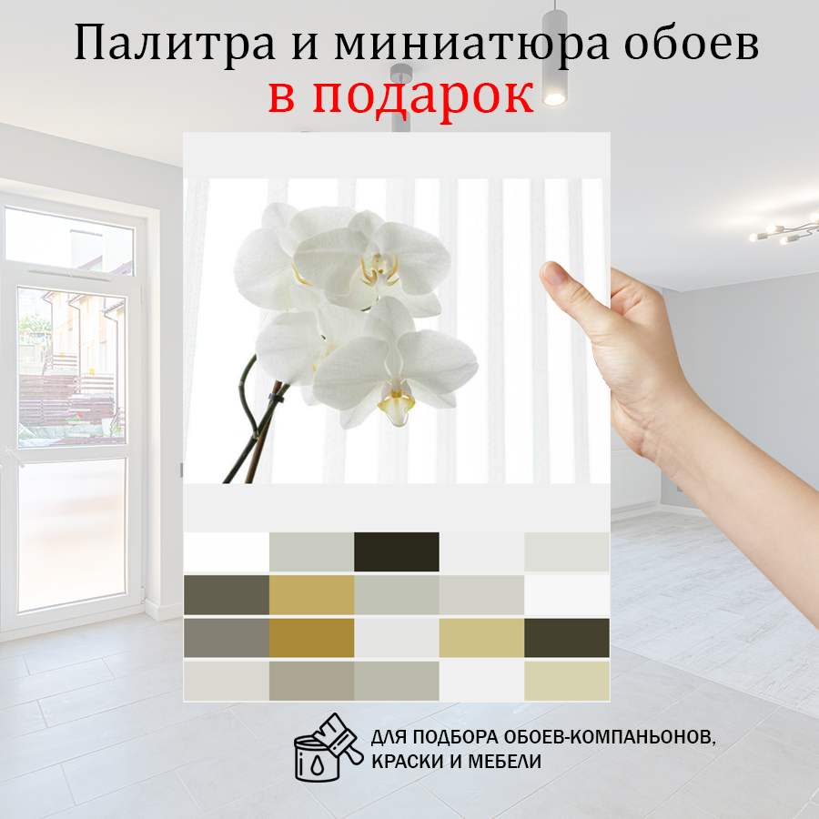 фотообои белая орхидея видная 10-158