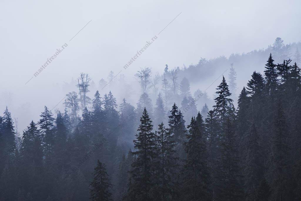 Фотообои Еловый лес в тумане