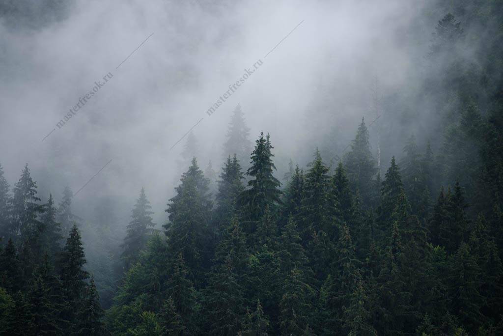 Фотообои Туманные леса