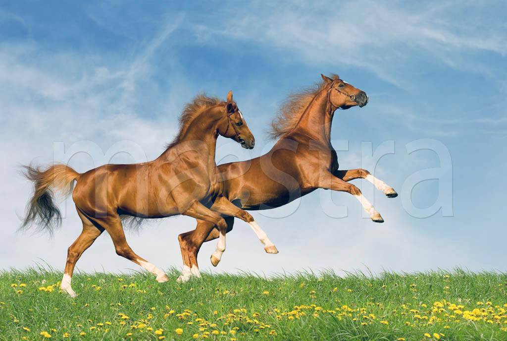 Фотообои Две лошади