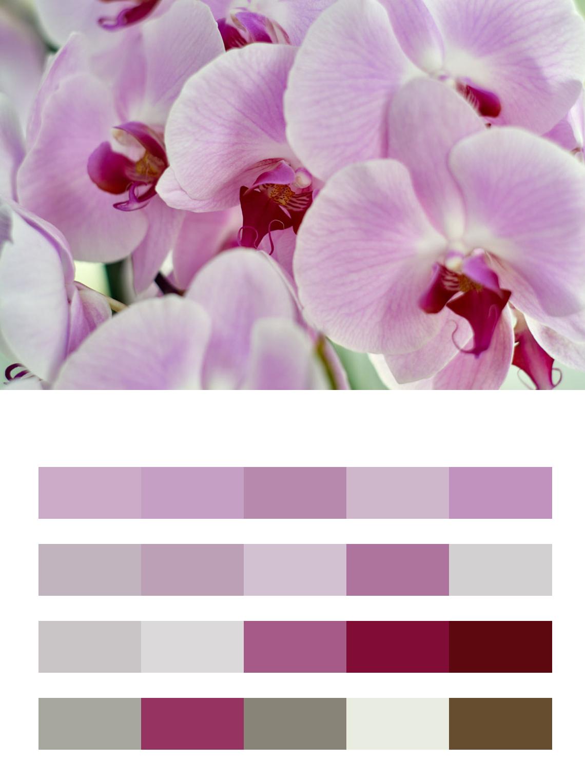 Розовые орхидеи цвета