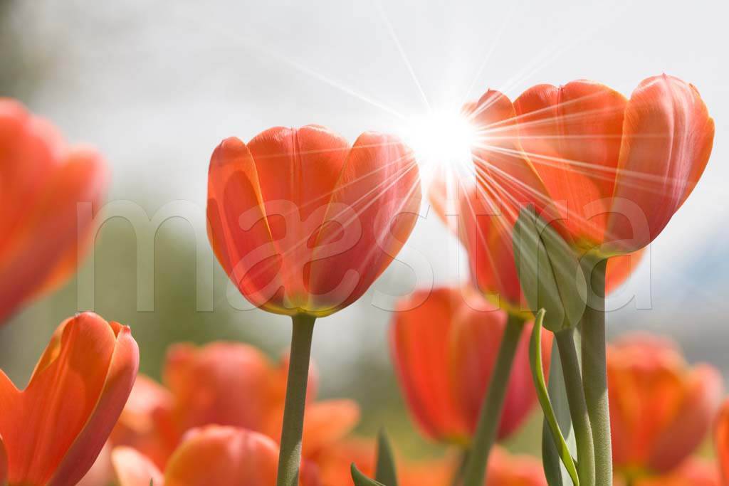 Фотообои Лучи солнца и тюльпаны
