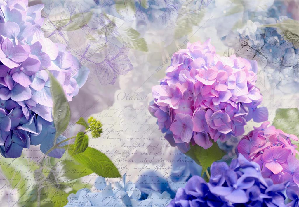 Фотообои Цветы гортензия