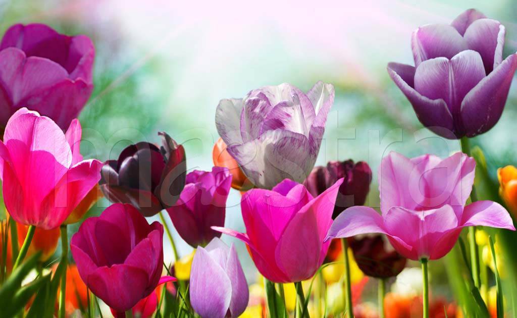 Фотообои Разноцветные тюльпаны