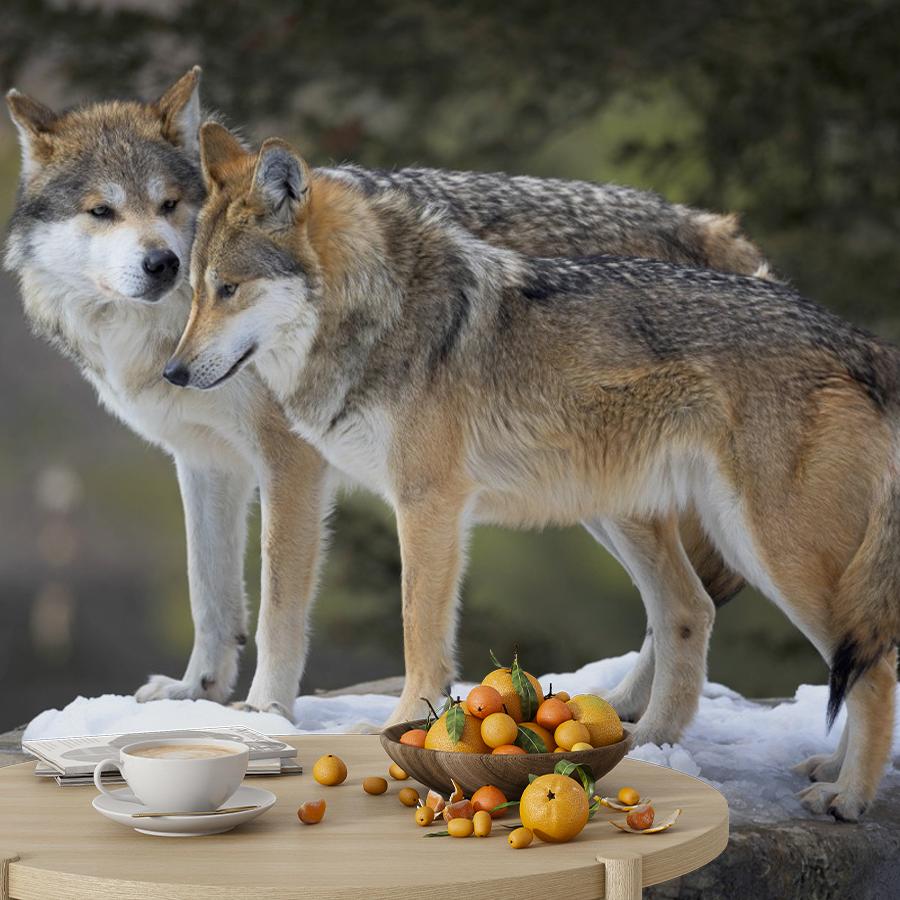 фотообои волки. двое. 9-2068