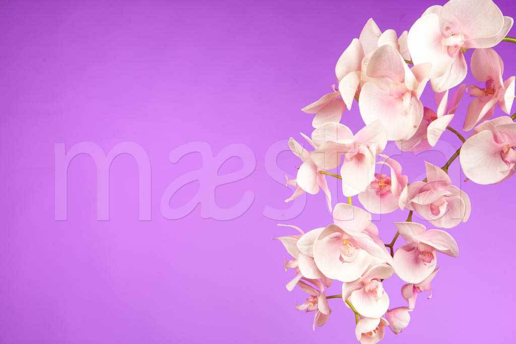 Фотообои Розовая орхидея на сиреневом фоне