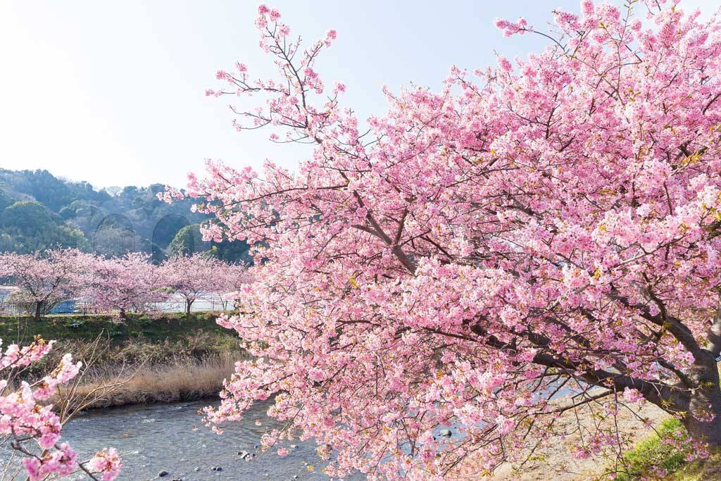 Фотообои Сакура на берегу реки