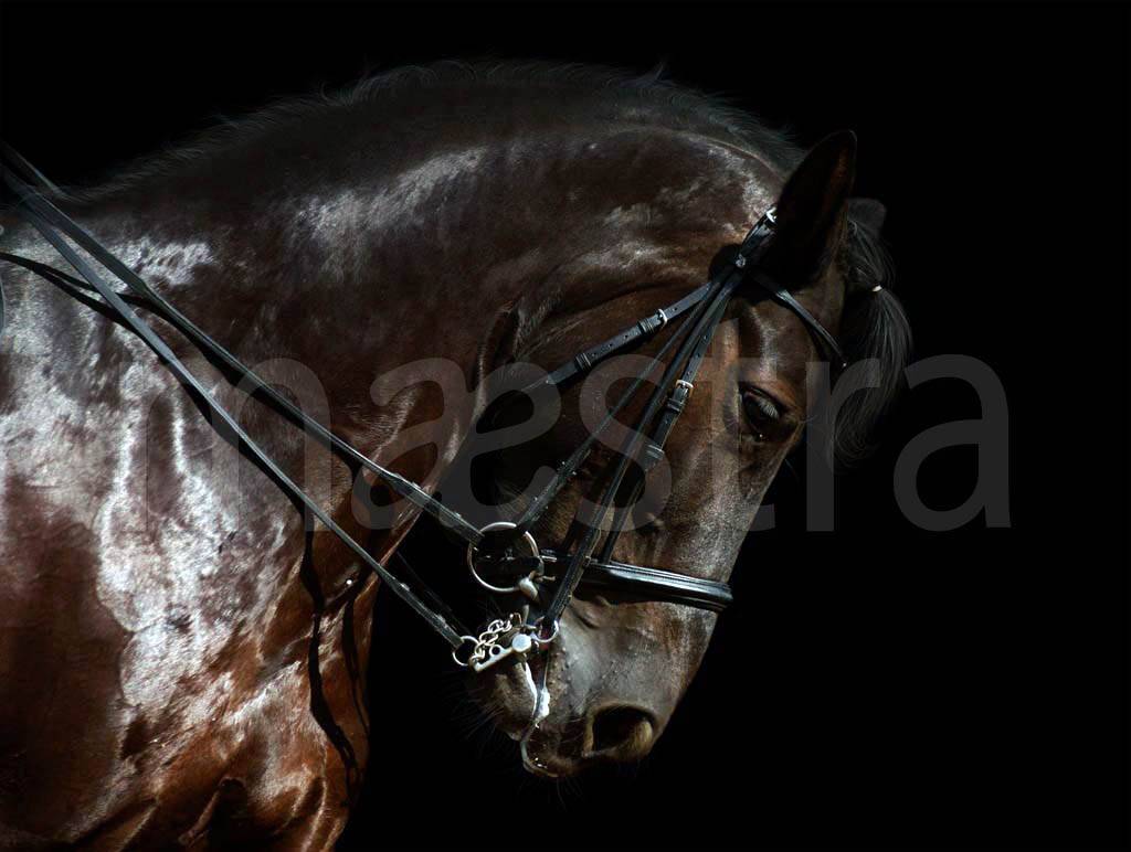 Фотообои Черная лошадь