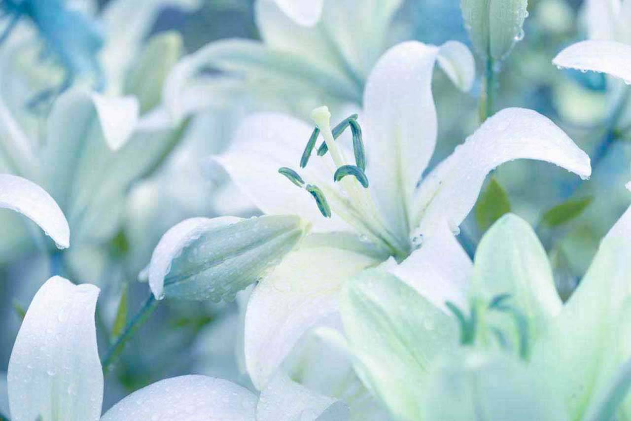 фотообои лилии с голубым отливом 10-357