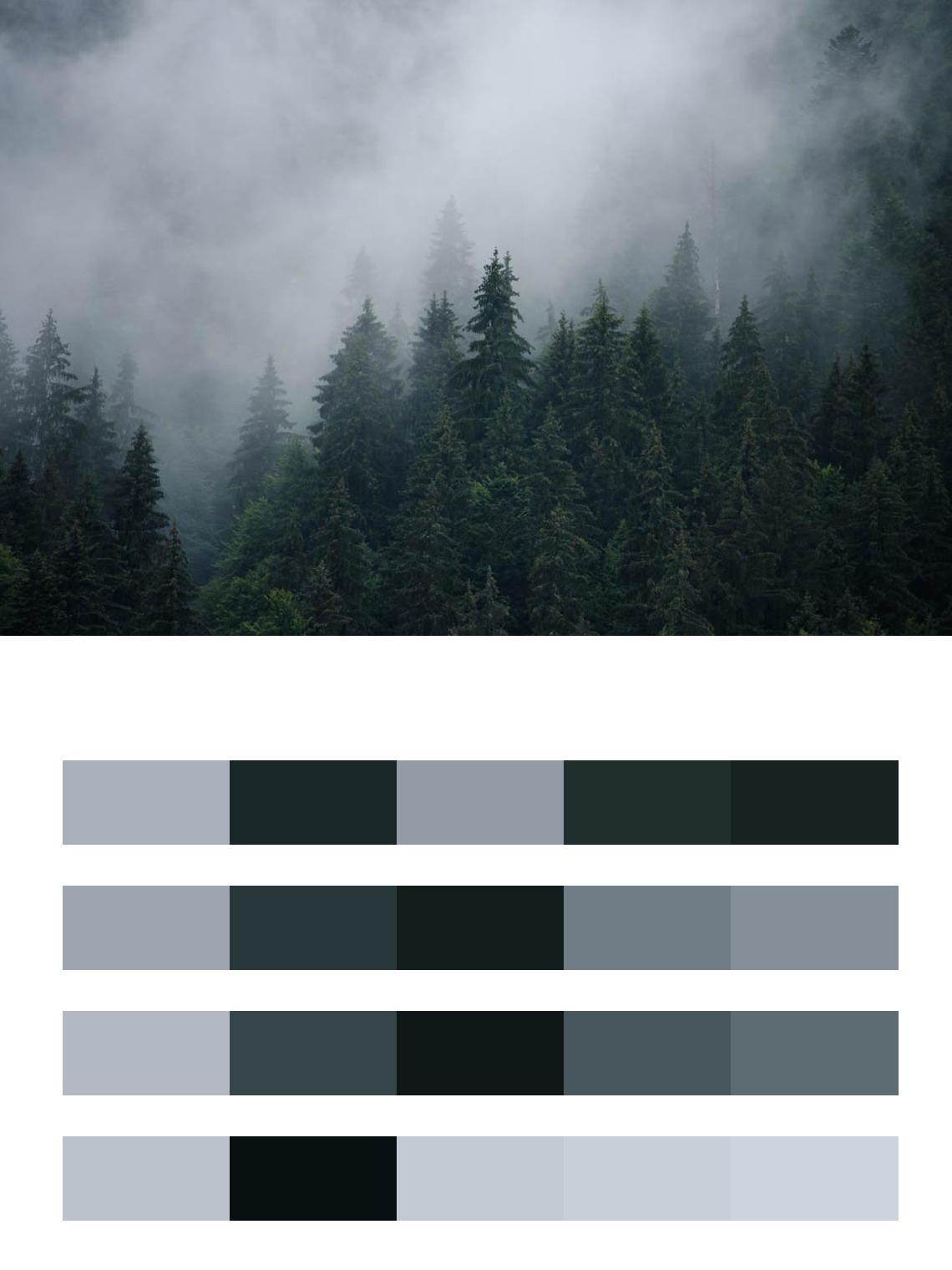 Туманные леса цвета