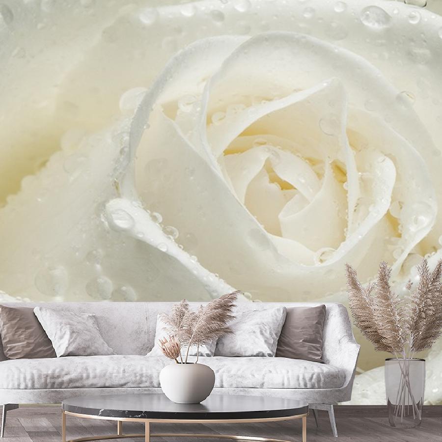 фотообои роза белая большая 9-1955