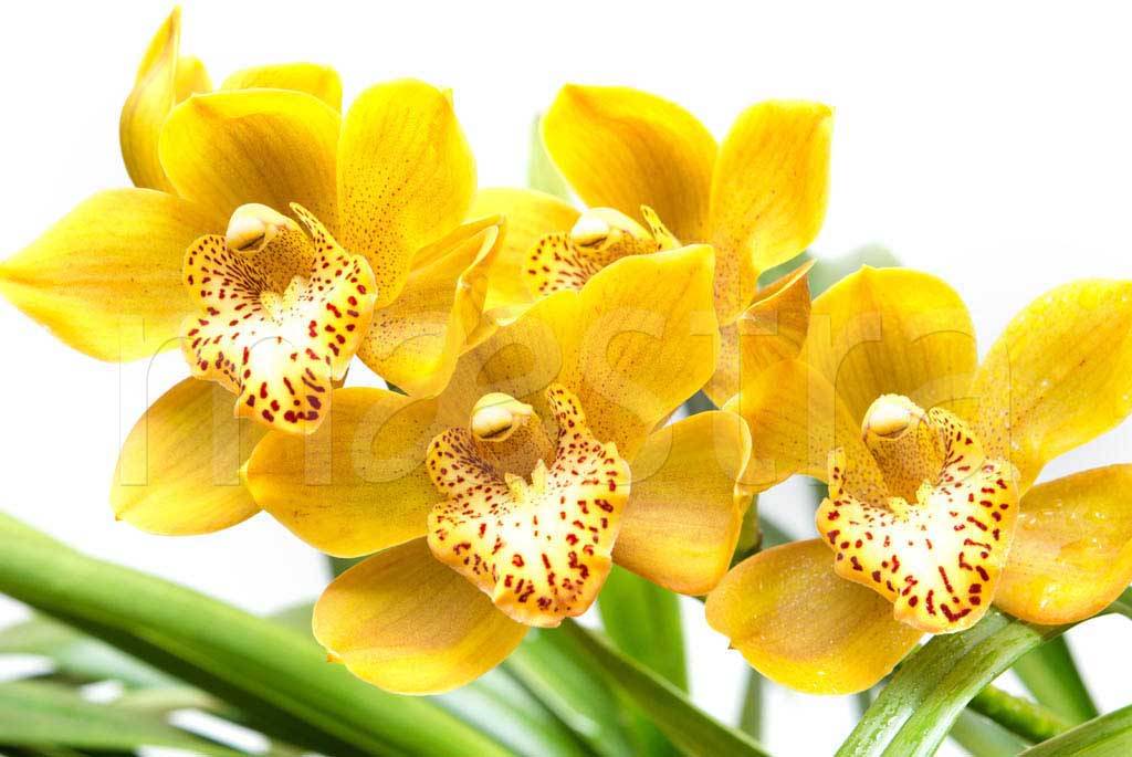Фотообои Желтая орхидея с зелеными стеблями