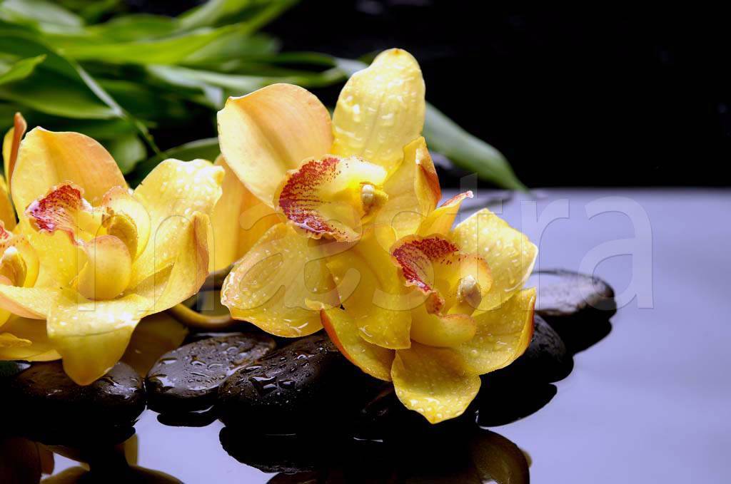 Фотообои Желтая орхидея