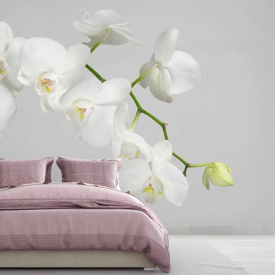 фотообои белая орхидея пышная 10-159