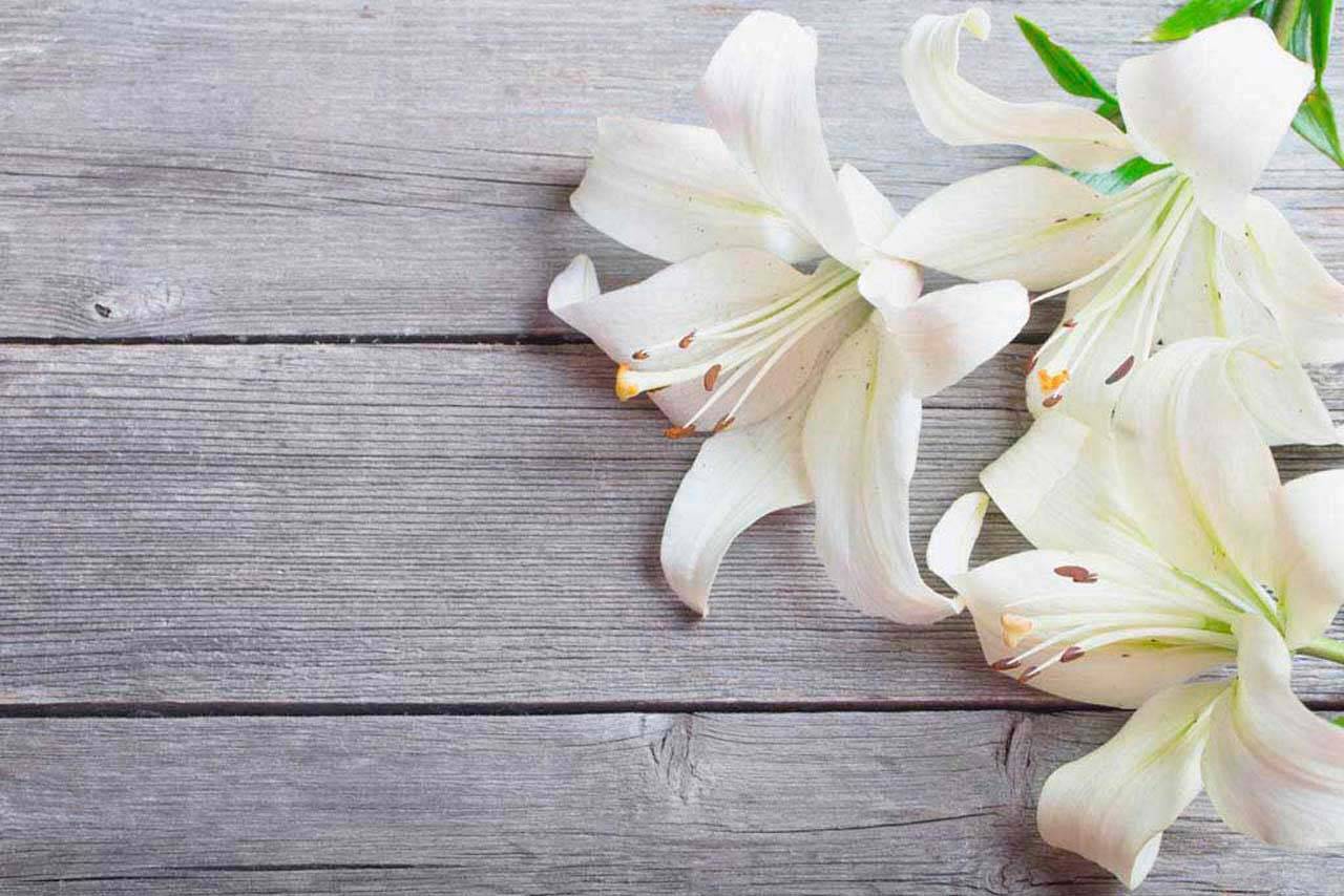 фотообои три лилии на дереве 10-377