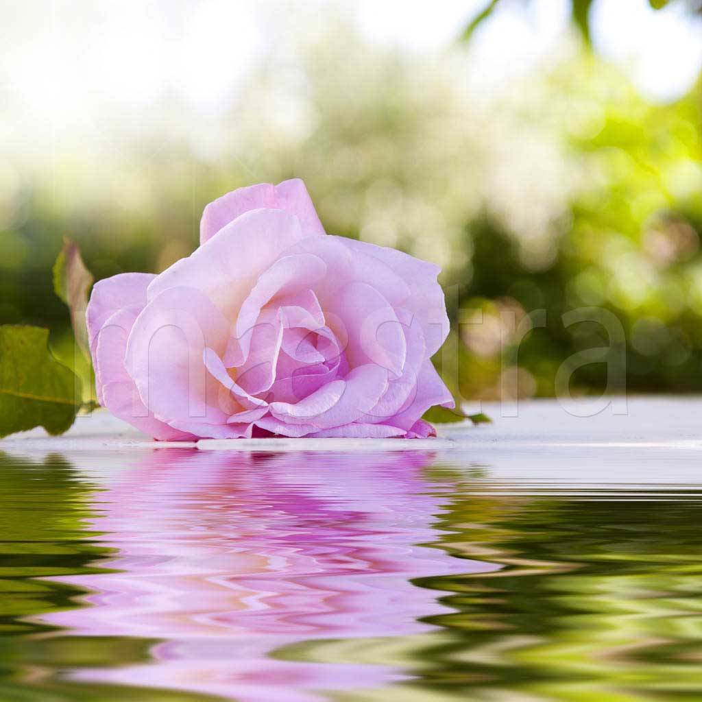 Фотообои Роза на воде