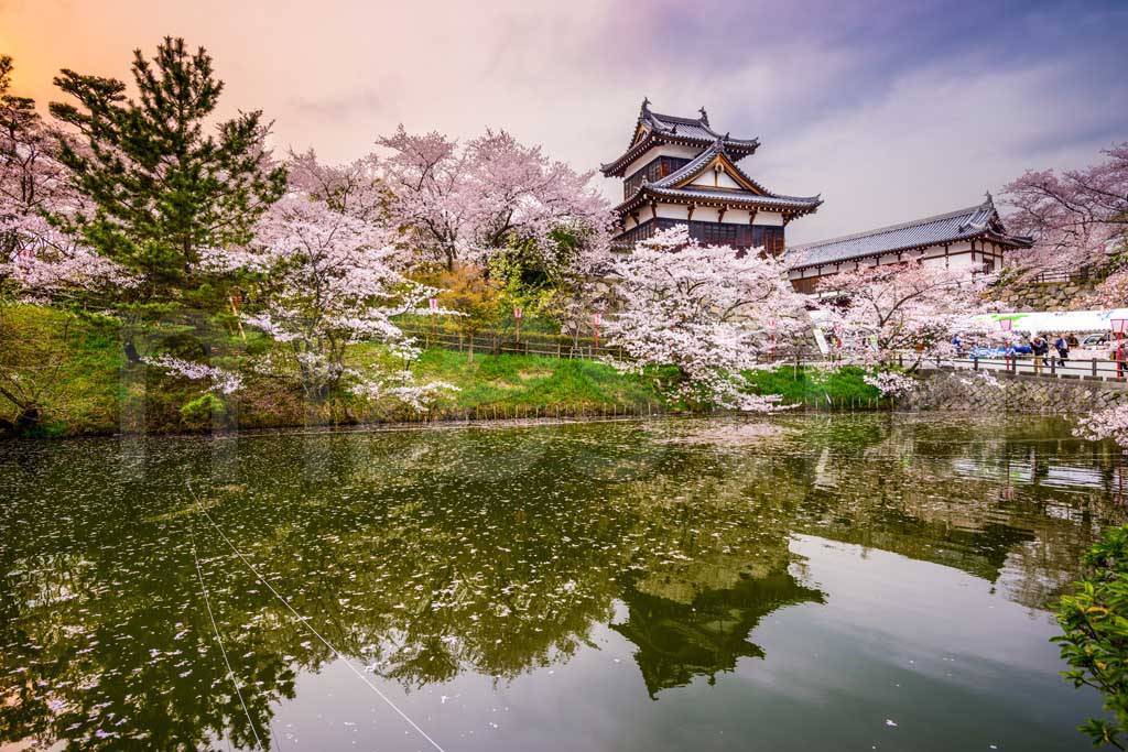 Фотообои Япония в замке Корияма в весенний сезон