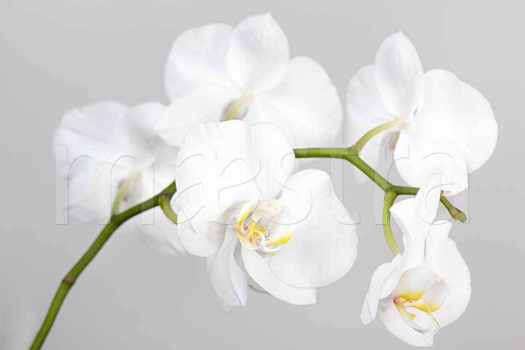 Фотообои Белая орхидея роскошная