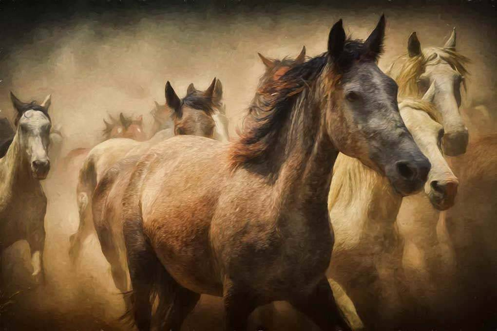 Фотообои Табун диких коней