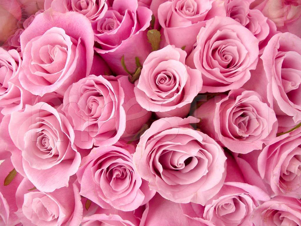Фотообои 3d нежные розовые розы
