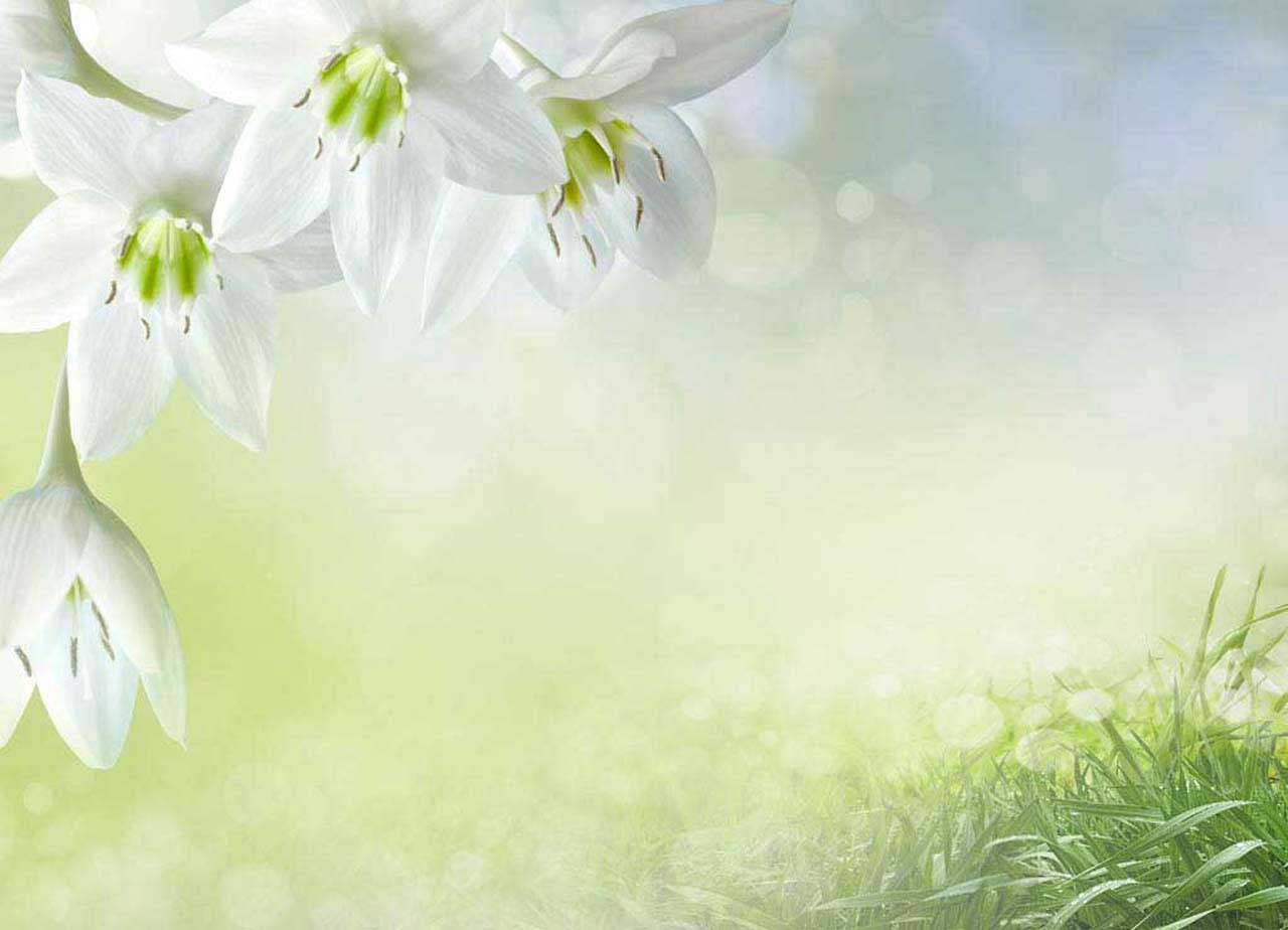 фотообои художественные лилии 10-361