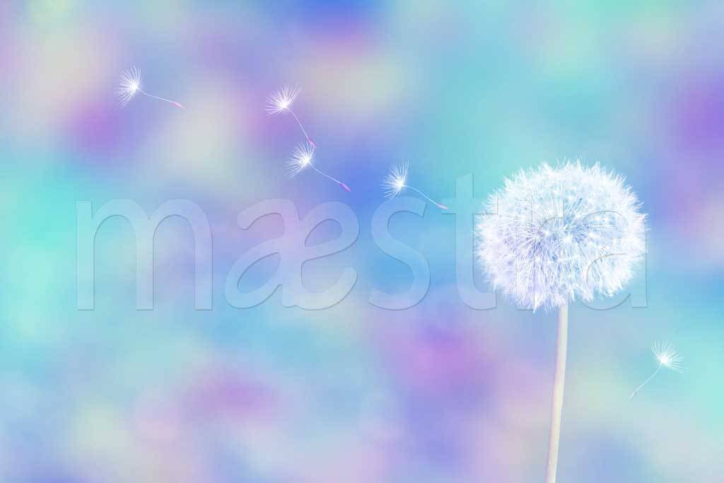 Фотообои Зрелый одуванчик с семенами на голубым небом