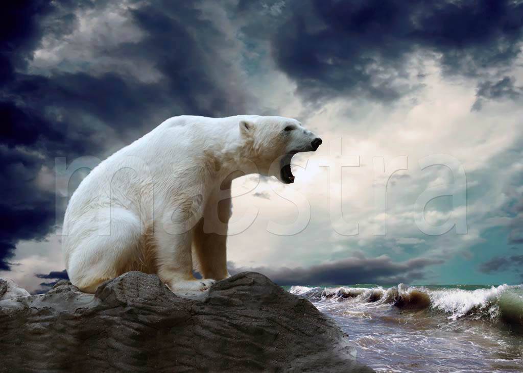 Фотообои Белый медведь на море