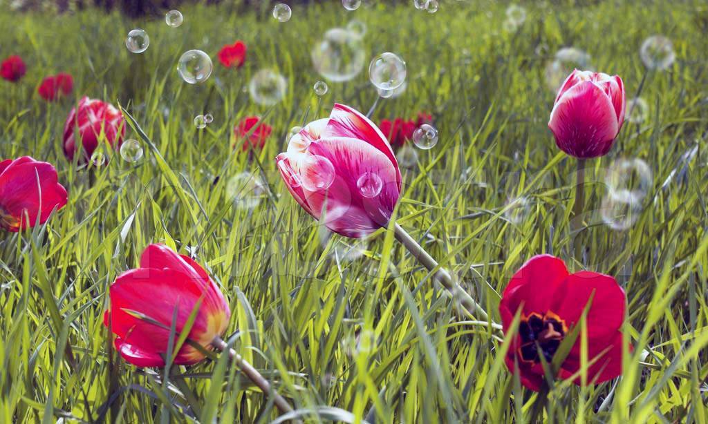 Фотообои Цветущие красные тюльпаны