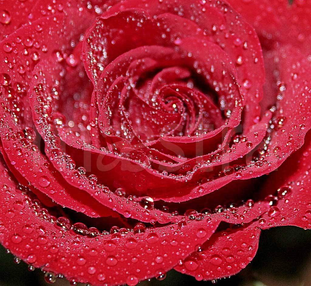 Фотообои Красная роза красивая с каплями росы