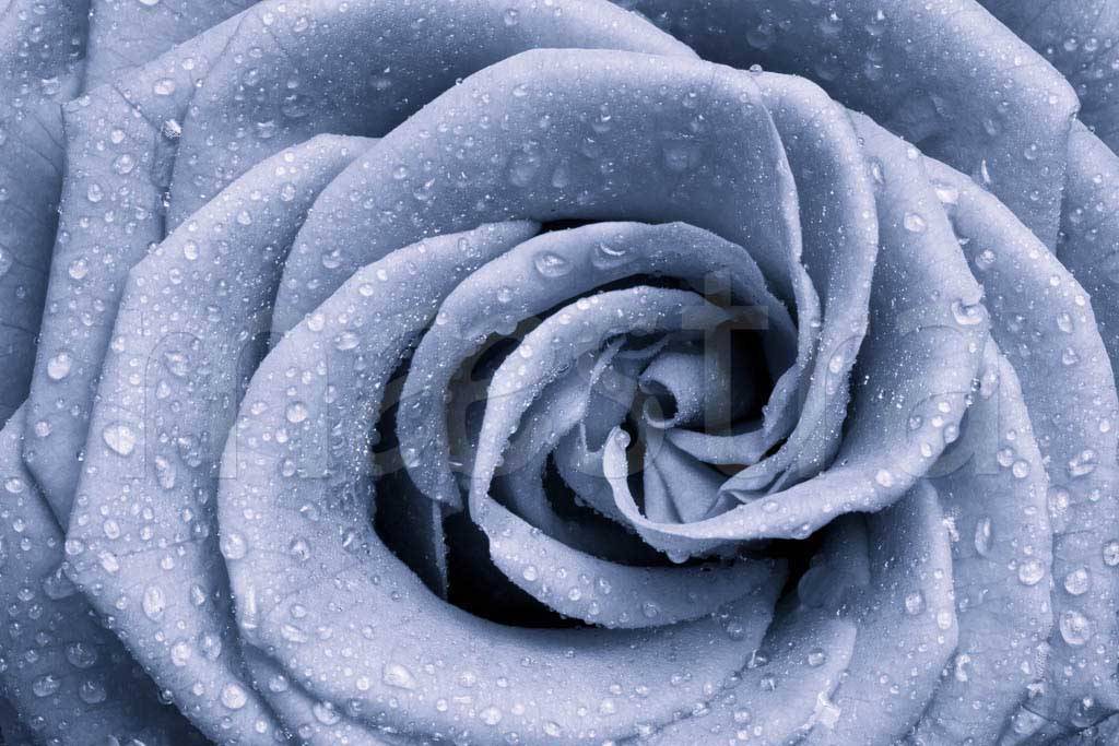 Фотообои Серо голубая роза