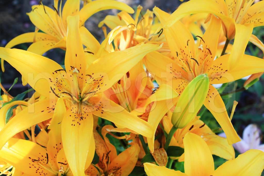 Фотообои Букет желтых цветов