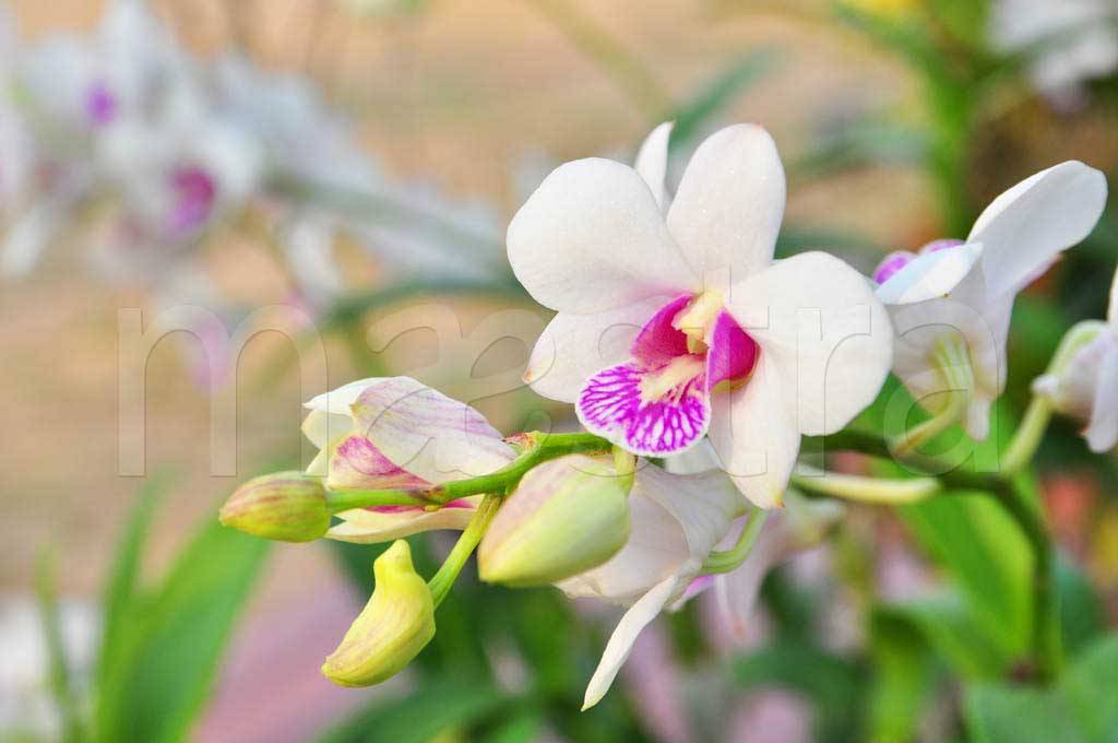 Фотообои Цветок белой орхидеи