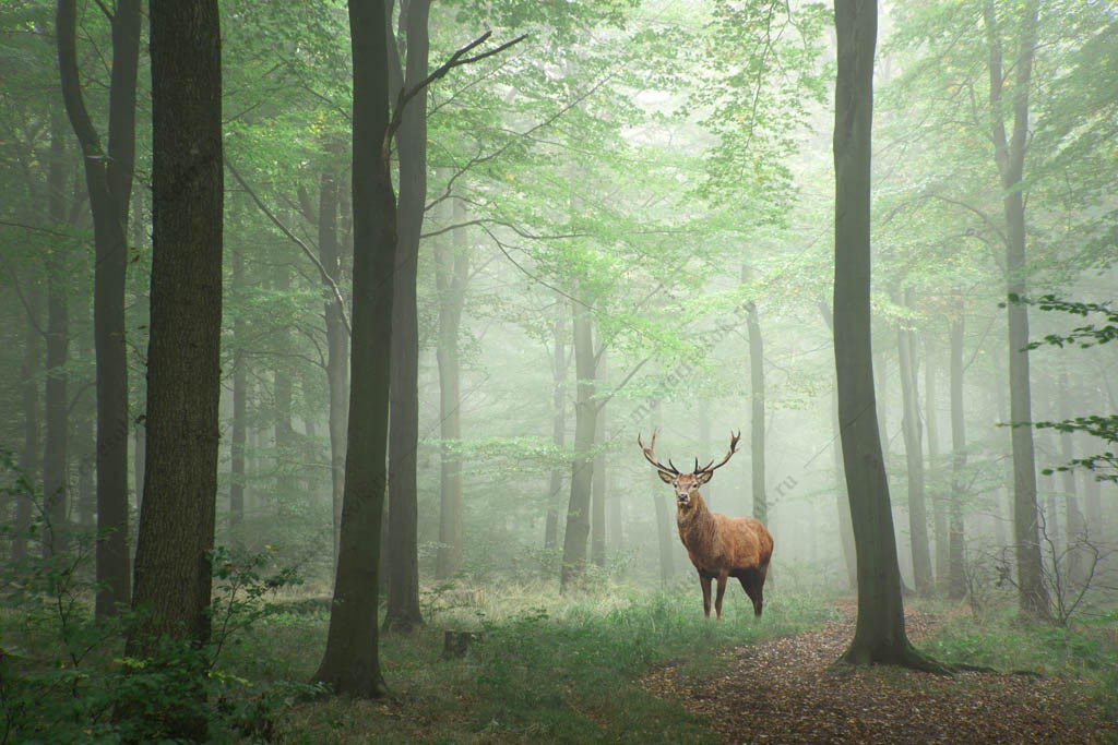 Фотообои Зеленый лес с оленем