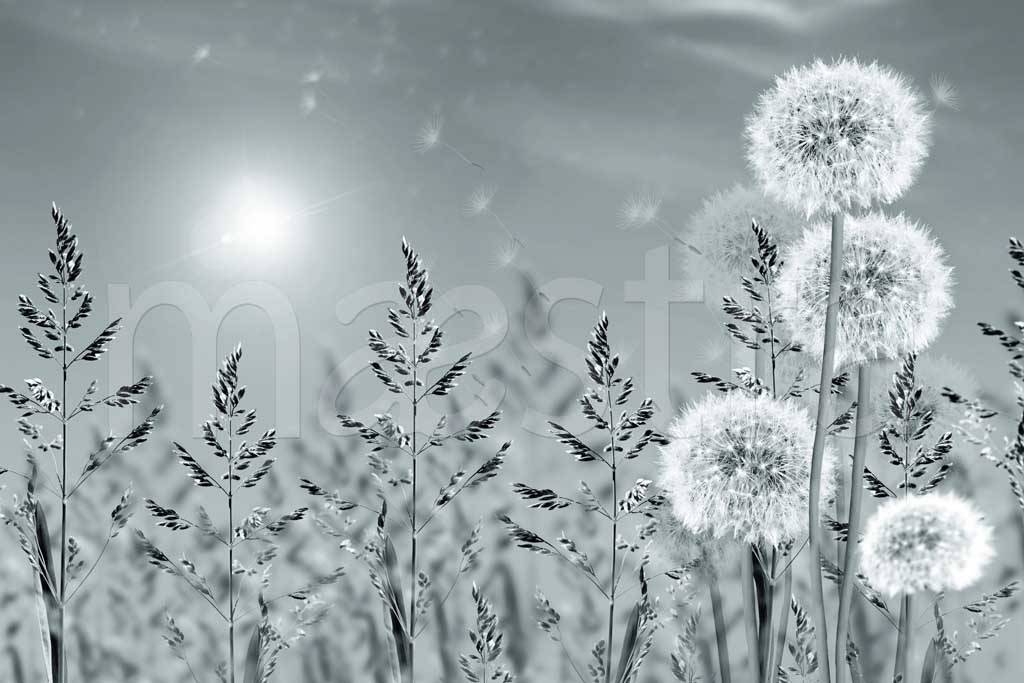 Фотообои Черно белые одуванчики в поле