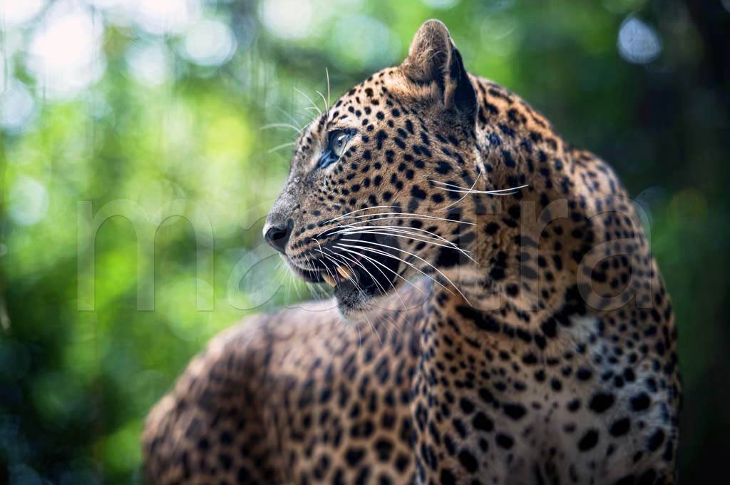 Фотообои Леопард в лесу
