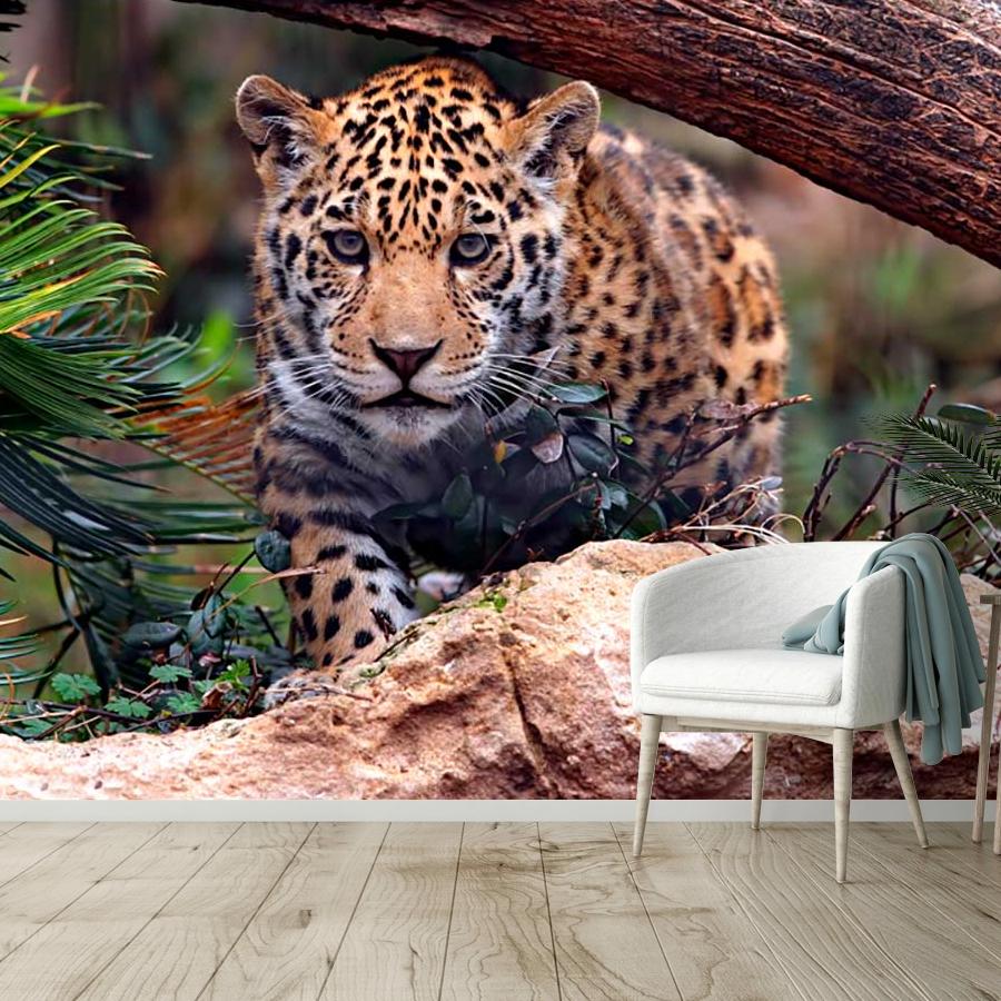 фотообои дикая кошка 9-265