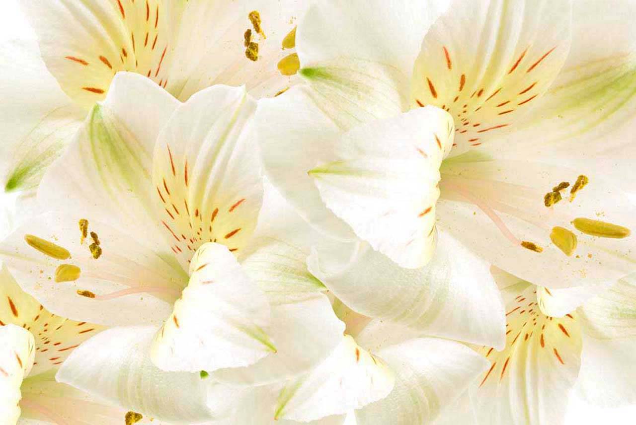 фотообои лилии пышные 10-379