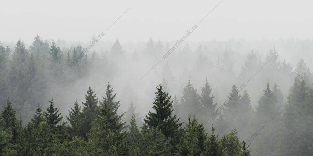 Фотообои Туман в утреннем лесу