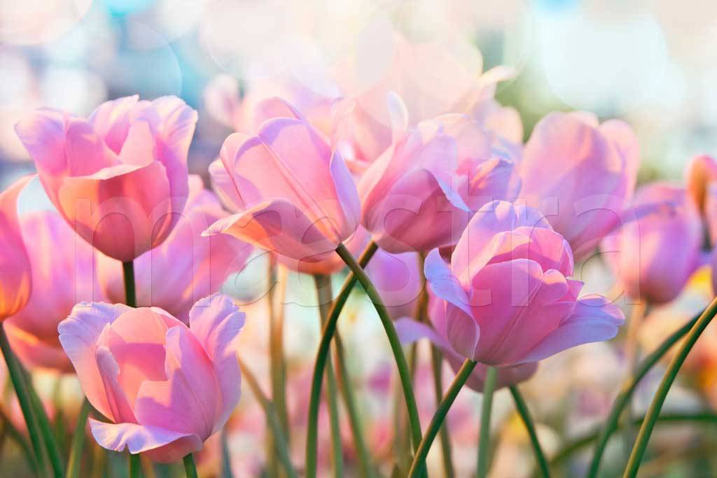 Фотообои Тюльпаны под голубым небом