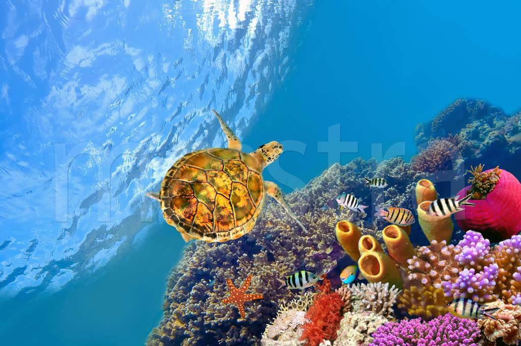Фотообои Подводный мир с кораллами