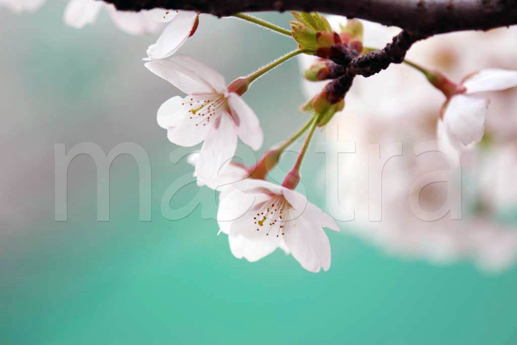 Фотообои Белые цветы на ветке