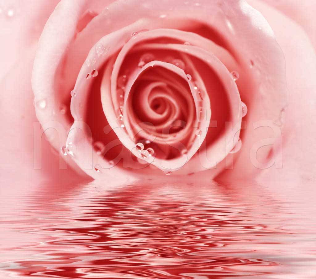 Фотообои Бутон розы над водой