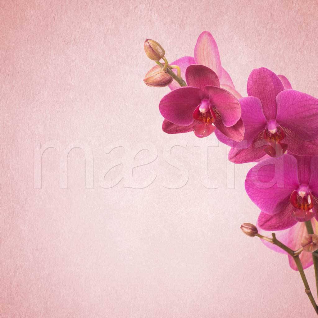 Фотообои Розовая орхидея прекрасная