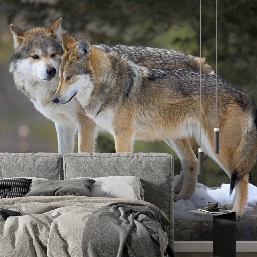 фотообои волки. двое. 9-2068